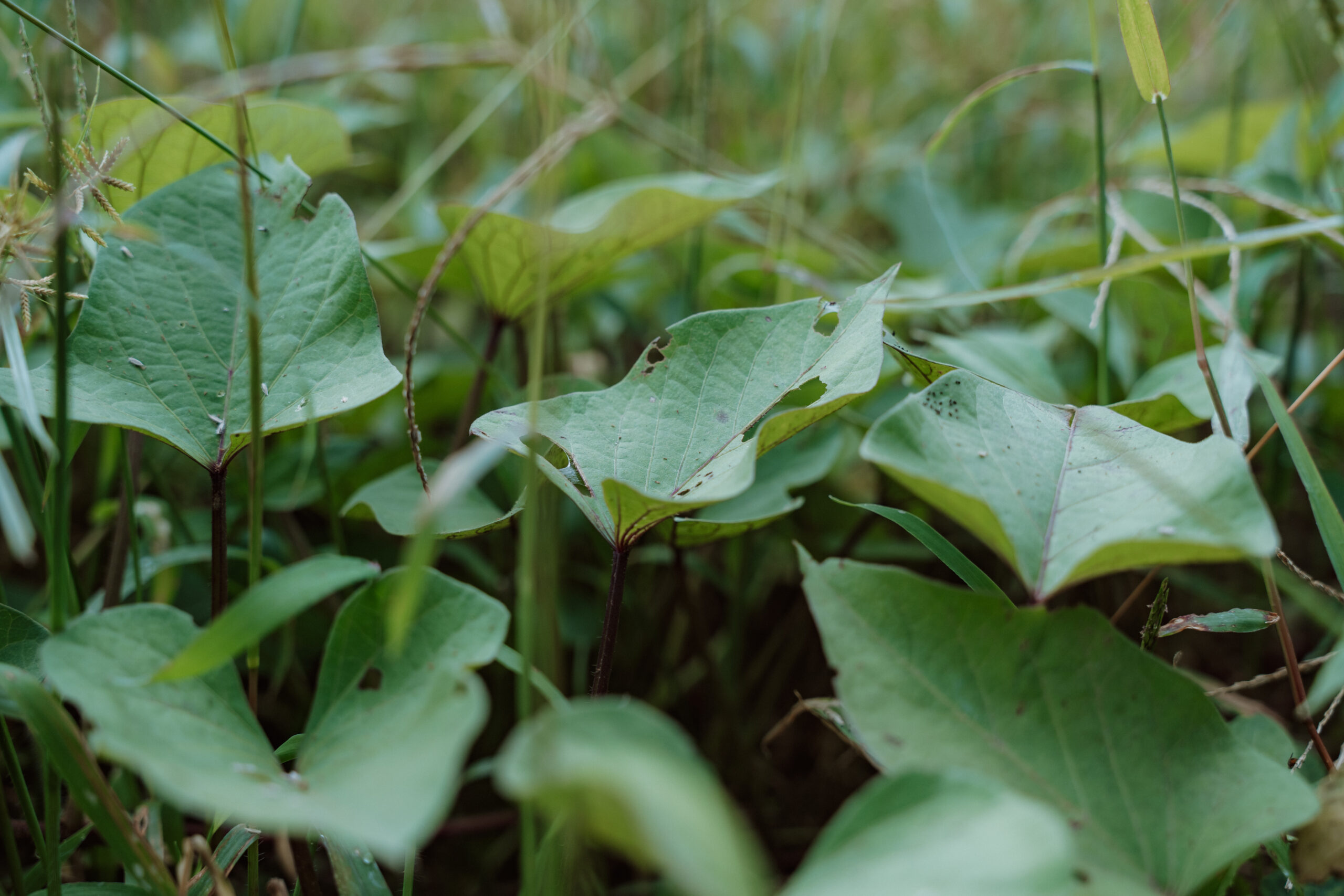 <NEW>保育園のアイディアが生きる畑