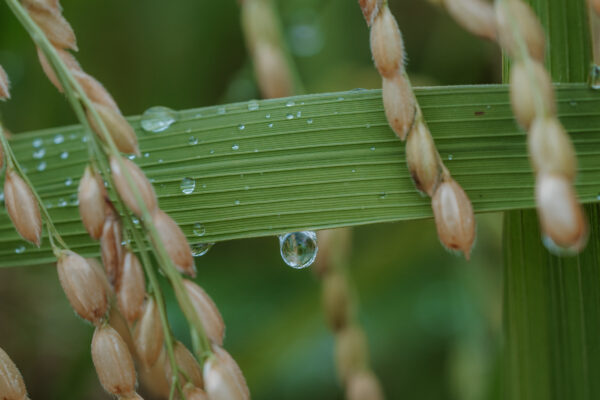 田植えにみる子どもたちの遊び